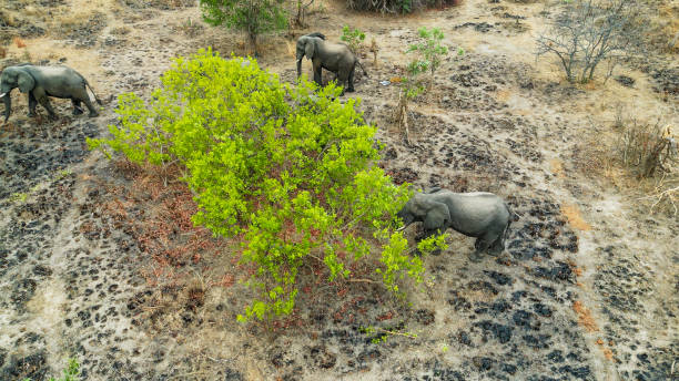 istock Elephants Roaming Kafue National Park Landscape 2170832281