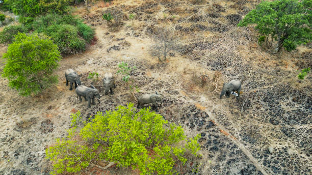 istock Elephants Roaming in Kafue National Park Habitat 2170832290