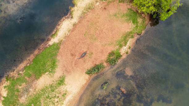 Nile Crocodile Lurks by Kafue River's Edge