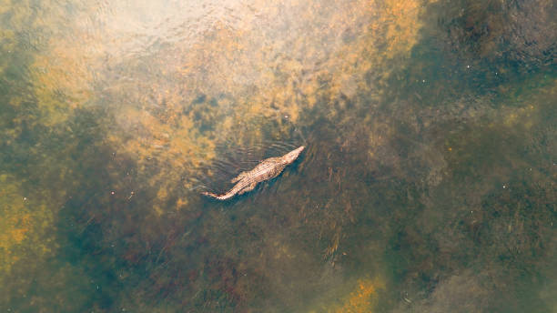 Nile Crocodile Lurking in Kafue River Waters
