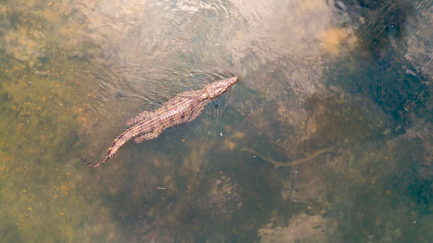istock Nile Crocodile Gliding in Kafue River Waters 2170832319