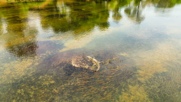 African Nile Crocodile Lurking in Kafue River Waters