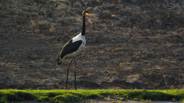 Majestic Saddle-billed Stork by Kafue River