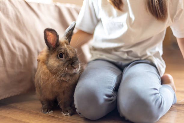 istock A pretty little girl is playing with a pet rabbit. Pets concept. 2170833149