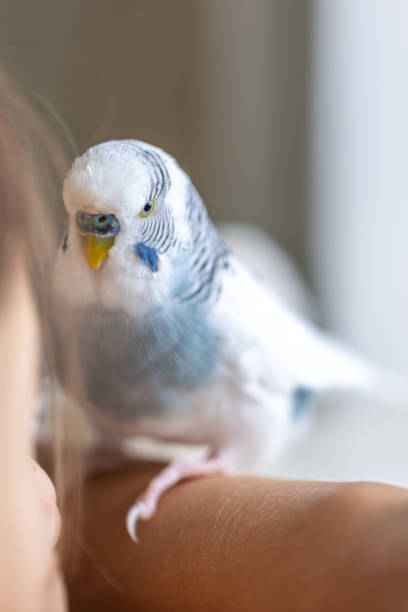 istock Blue and white budgerigar. Pets concept and domestic birds. 2170833165