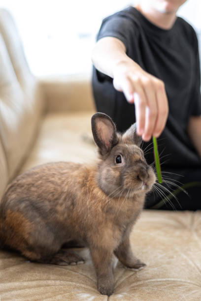 istock A girl is feeding a pet rabbit on the sofa. Pet concept. 2170833188