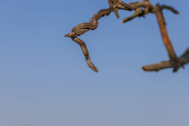 Beautiful little snake Collared snake - Natrix natrix. Wild photo