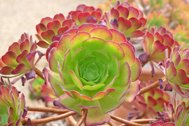 istock Red and green succulent Aeonium Velour petals. 2170834580