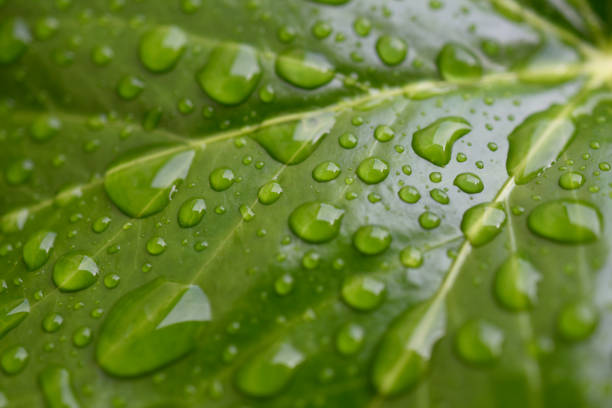 istock Gouttes de pluie sur feuilles 2170835621