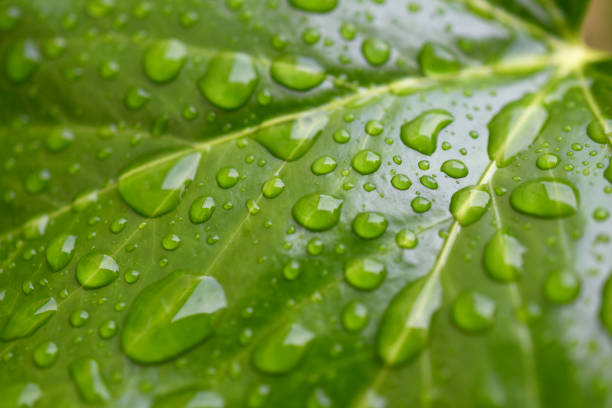 istock Gouttes de pluie sur feuilles 2170835676