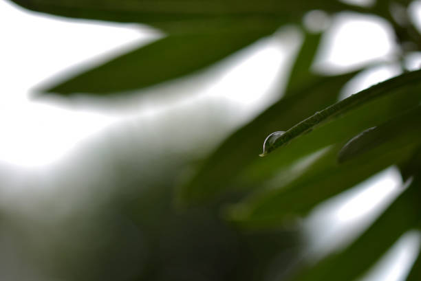 Gouttes d’eau sur végétation