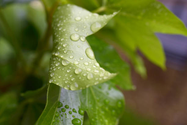 Gouttes d’eau sur végétation