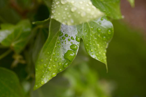 Gouttes d’eau sur végétation