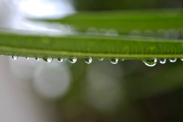 Raindrops falling close-up against the background of nature.
