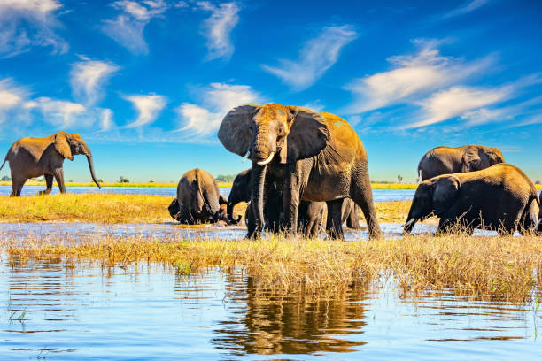 istock The animal goes to water. 2170836365