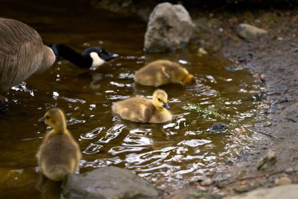 Canada Goose Goslings rest and feed on the shore of a pond.