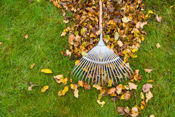 istock Autumn leaves cleaning on green lawn 2170840356