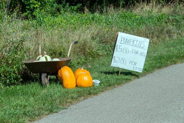 istock Pumpkinds for sale 2170842068
