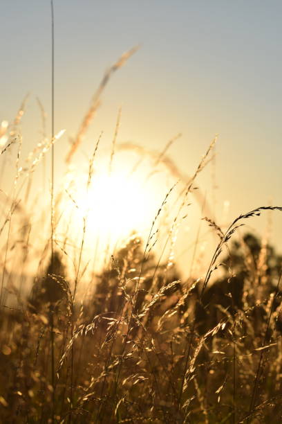 istock various plants in the meadow at sunset 2170843475
