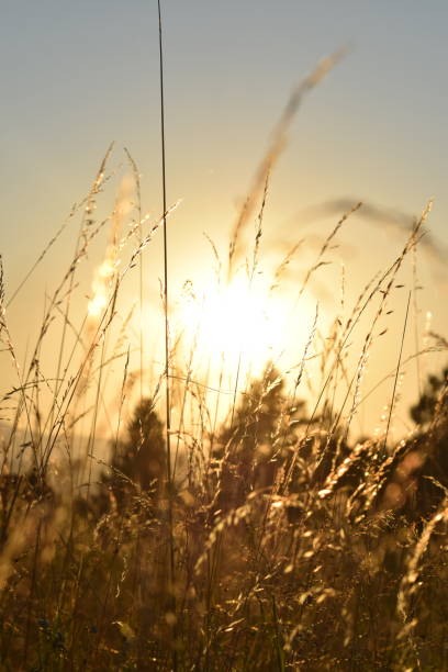 istock various plants in the meadow at sunset 2170843488