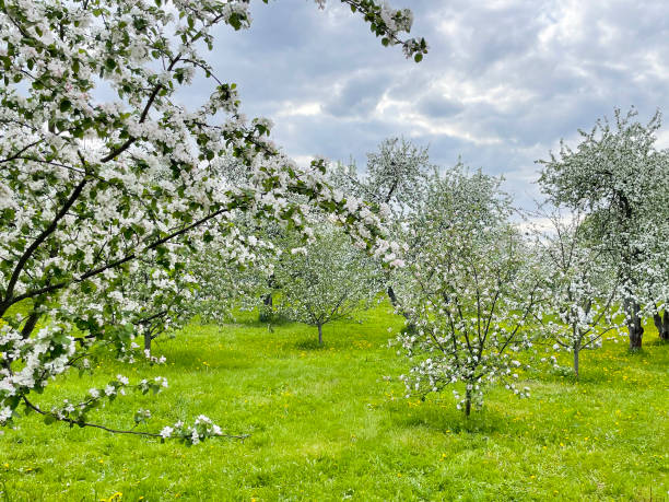 istock a field of blooming apple trees against a cloudy sky. 2170844108