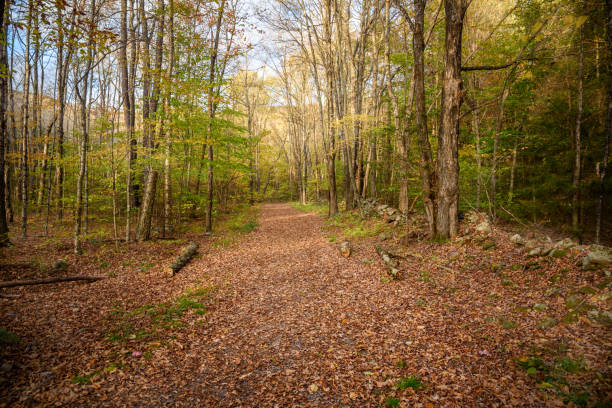istock Empty forest path covered in leaves in the mountains on a sunny fall day 2170844209