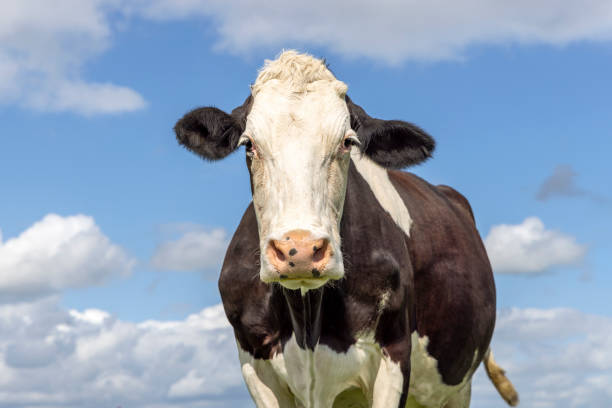 istock Cow head portrait, fleckvieh looking at camera, black and white, blue cloudy sky 2170844219