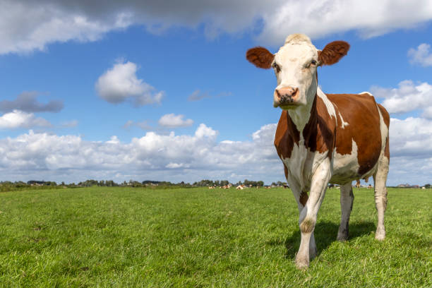 istock Sassy cow standing full length in front view and copy space, milk cattle red and white, a blue sky in a field 2170844220