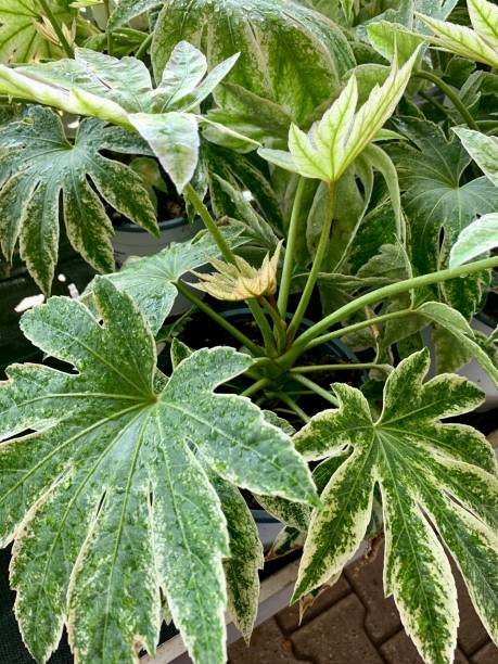 istock Japanese Aralia, evergreen shrub. 2170844917