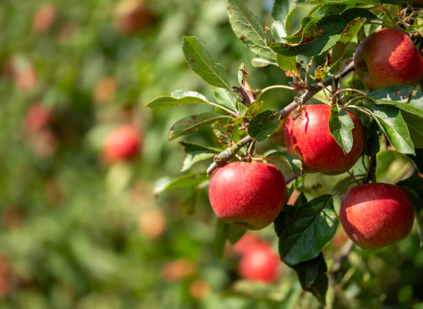 istock red apples hang from apple tree in sunshine 2170847558