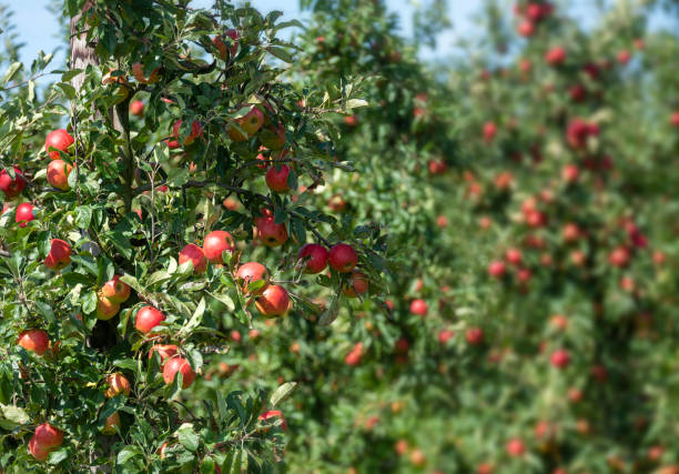 istock red apples hang from apple tree in sunshine 2170847560