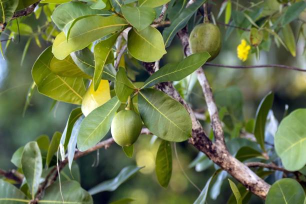 istock Fruits of an Amphitecna latifolia tree 2170849437