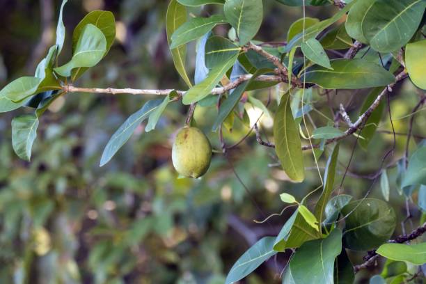 istock Fruits of an Amphitecna latifolia tree 2170849438