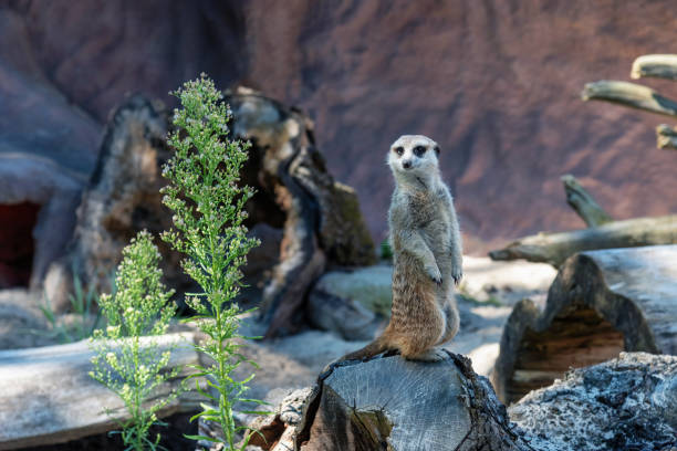 istock A meerkat stands on a stump. 2170849677