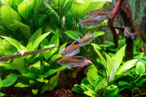 istock Tetra Congo fish in an aquarium. 2170849743
