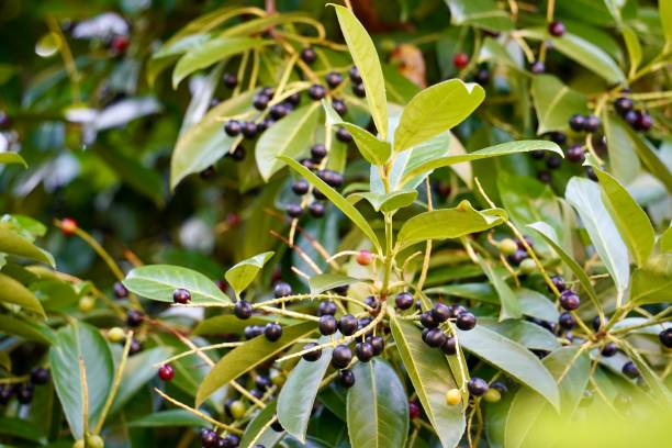istock Black cherry laurel tree and berries. Green leaves. Background. 2170850581