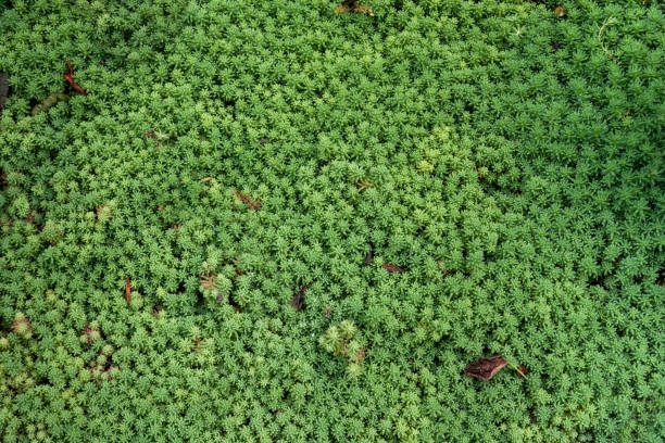 Green sedum leaves, background pattern.