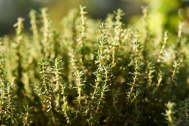 Fresh thyme herb growing outdoors in a garden in sunlight