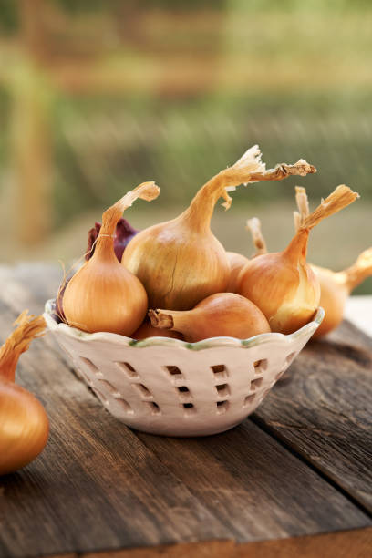 Yellow onions in a white bowl on a table outdoors in a garden, with copy space