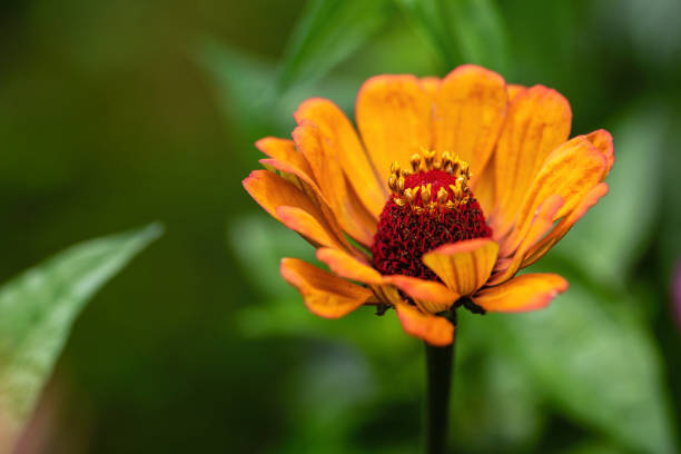 Orange zinnia flower on a green background.