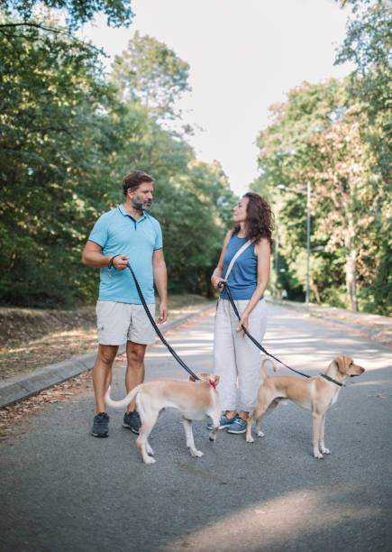 istock Walking dogs in the park 2170851195