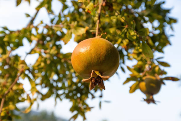 Pomegranates on the tree in the garden