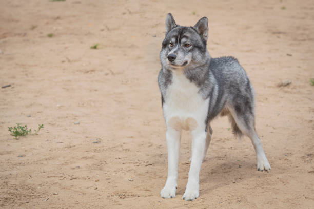 istock A Siberian Husky dog runs across a sandy field. 2170854488
