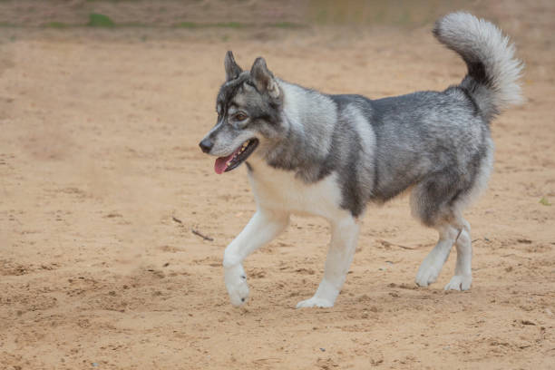 istock A Siberian Husky dog runs across a sandy field. 2170854507