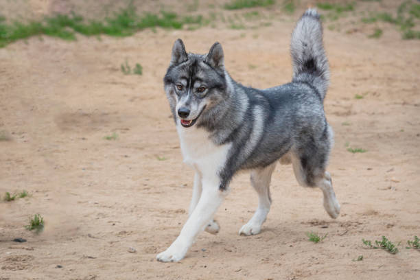 istock A Siberian Husky dog runs across a sandy field. 2170855159