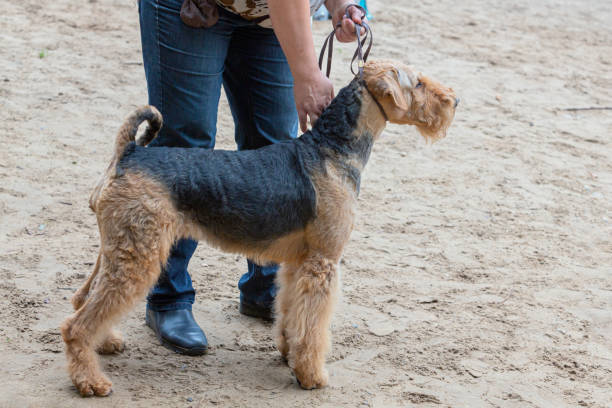 istock Handler demonstrates an Airedale terrier dog at a dog show. 2170855205