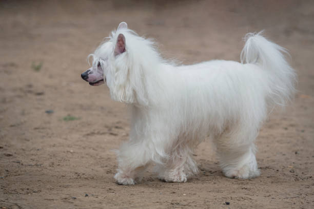 The Chinese Crested is considered a small breed, weighing on average 10–13 lb (4.5–5.9 kg)