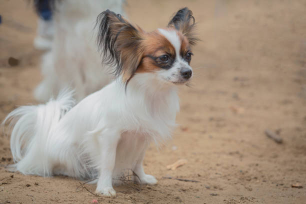 The Papillon, also called the Continental Toy Spaniel, is a breed of spaniel-type dog.