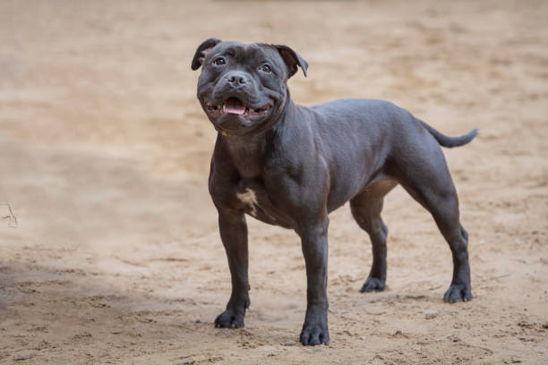 istock Staffordshire bull terrier runs across a sandy field. 2170856302