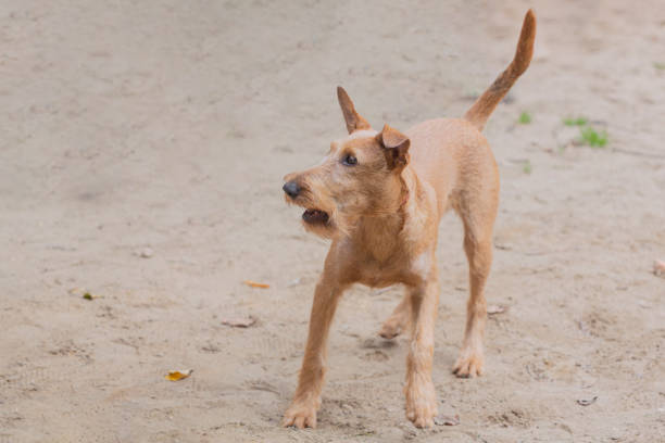Close-Up Portrait Of Dog